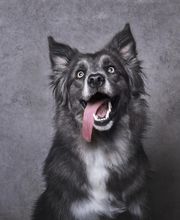 Perro gris con lengua afuera, orejas levantadas y fondo gris.