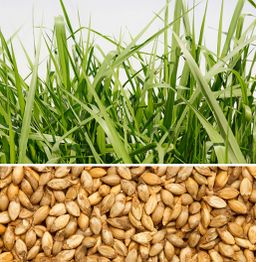 Grama verde no topo e uma coleção de grãos marrons na parte inferior da imagem.