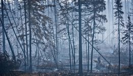 Forest with charred trees and lingering smoke after a wildfire.