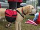 Labrador mit rotem Rucksack steht neben einer Person, im Hintergrund Kegel und Auto.