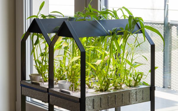 Ein Hydroponik-Indoorgarten steht auf einem Fensterbrett in einer Wohnung und beleuchtet Pflanzen die darin wachsen.