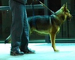 Person mit Schäferhund an der Leine in einem beleuchteten Bereich.