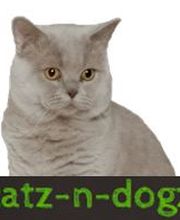catz-n-dogz Logo