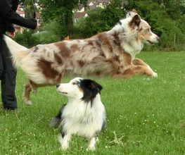 Hundetraining