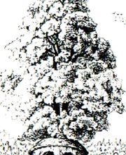 Lebendbau Götz Papke Logo