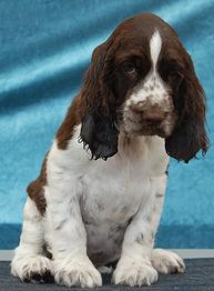 Ein junger Hund mit langen Ohren sitzt vor einem blauen Hintergrund und schaut nach unten.