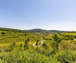 Kaiserstuhl Immobilien GbR Bild 3