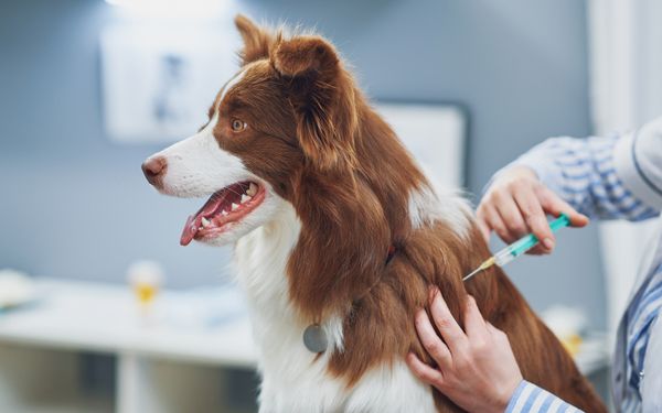 Hund in einer Tierarztpraxis bekommt eine Impfung von einer Tierärztin.