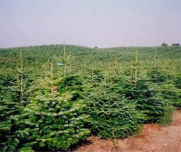 Nordmanntannen, Weihnachtsbäume