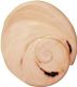 Beige Schneckenhaus mit spiraligem Muster und dunklen Markierungen.
