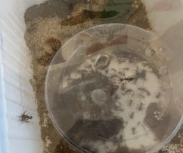 Plastikkiste mit Sand, kleinem Käfer unten links und rundem Plastikdeckel innen.