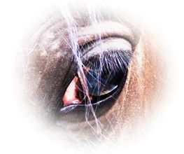 Spiegel der Seele