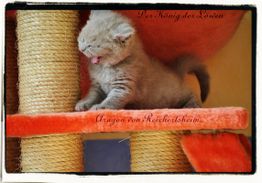 Ein graues Kätzchen sitzt auf einem Kratzbaum und gähnt.