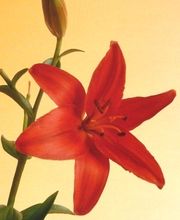 Naturheilpraxis Logo