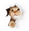 Katze schaut durch ein Loch in Papier, mit einer Pfote ausgestreckt nach vorne.