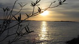 Sonnenuntergang über einem See, mit Silhouette eines Zweigs im Vordergrund.