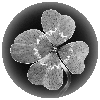 Ein vierblättriges Kleeblatt in schwarz-weiß, symbolisiert Glück.