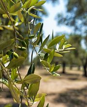 Ramo d'ulivo in primo piano, sfondo sfocato di un uliveto sotto un cielo sereno.