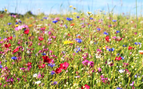 natürliche Blumenwiese mit vielen bunten Blumen