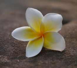 Weiße und gelbe Frangipani-Blüte auf einem Stein.