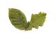 Zwei grüne Blätter auf weißem Hintergrund, eines gezackt, das andere glatt.