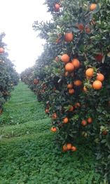 Filari di alberi di arance carichi di frutti maturi su un prato verde.