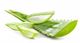 Feuilles d'aloès vertes tranchées avec pulpe visible.