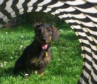 Ein Dackel sitzt im Gras und blickt durch einen schwarz-weißen Tunnel.