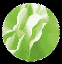 Grünes und weißes, gemustertes Blattwerk in einem Kreis aufgenommen.