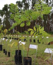 Mudas de árvores plantadas em fileiras, com placas de identificação, em área arborizada.