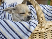 Kleiner Hund schläft in gestreifter Decke in einem Korb.