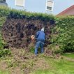 Entfernung de Thuja Hecke