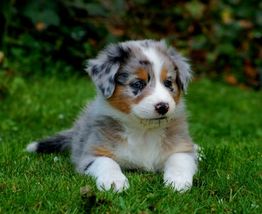 Ein niedlicher, flauschiger Welpe liegt auf dem grünen Gras.