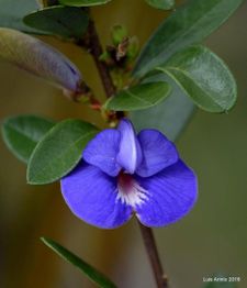 Flor azul e roxa com folhas verdes ao fundo.