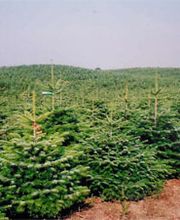 Nordmanntannen, Weihnachtsbäume