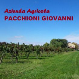 Vigneto sotto un cielo blu con il testo "Azienda Agricola PACCHIONI GIOVANNI" in rosso.