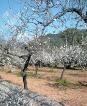 Mandelblüte Mallorca - Immobilie FeWo - Mallorca Ferienhaus, Ferienwohnung zu verkaufen - Ferienhäus