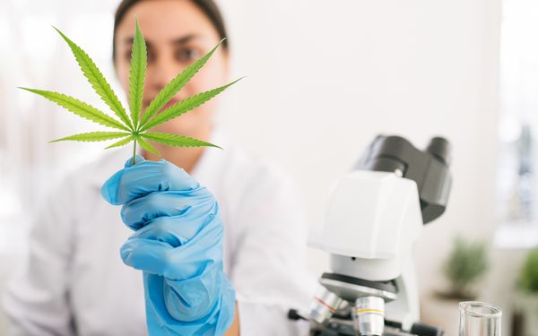 Laborfachkraft hält ein Cannabisblatt vor einem Mikroskop zur Untersuchung von medizinischem Cannabis.