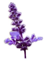 Lila Lavendelblüte mit feinen, kleinen Blüten und schlankem Stiel auf weißem Hintergrund.