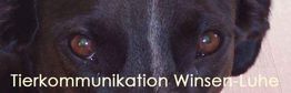 Schwarzer Hund schaut direkt, Text: "Tierkommunikation Winsen-Luhe".