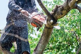 Person cutting a tree branch with a chainsaw, sawdust flying, with greenery in the background.