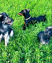 Unsere Hundetrio