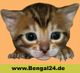 Niedliches Bengal-Kätzchen vor orangenem Hintergrund, darunter Webadresse www.Bengal24.de.