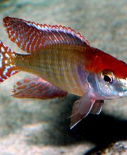Letrinops red cap Itungi