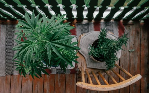 Cannabispflanzen in Töpfen auf einem Balkon mit Holzboden und Gartenstuhl.