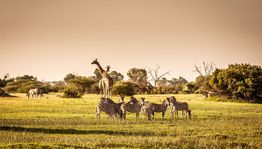 Zebras and giraffes grazing on a sunlit savanna with trees in the background.