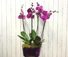 Orquídeas moradas en una maceta violeta sobre fondo de madera blanca.