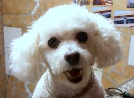 Weißer, flauschiger Hund mit großen Augen und offenem Mund vor gemustertem Hintergrund.