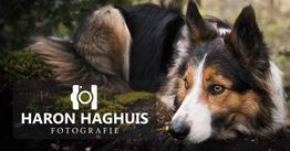 Een hond ligt op de grond naast een logo van Haron Haghuis Fotografie.