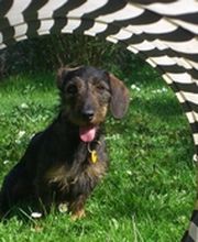 Hundeferienparadies Logo